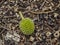 Small Durian on the Ground