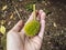 Small Durian on Hand Palm