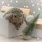 Small dwarf hedgehog climbs out of gift box. Pets in the Christmas holidays