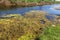 Small dying river was overgrown with marsh plants. Pollution of surrounding straddle, rapid growth of algae. Ecological problem. R