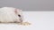 a small Dzungar hamster eats grain from feed on a white table