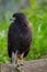 Small eagle sitting on branch