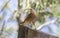 Small eaglet perched on a cut trunk