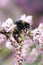 Small Early-nesting bumblebee, Bombus pratorum feeding in pink flower