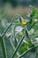 Small early yellow flower of tomato. Growing organic vegetables on the farm. Flowering tomatoes