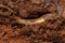 Small Earthworm Arthropod