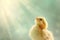 A small Easter chick gazing upwards, its feathers fluffed up, illuminated by a soft, diffused light against a blurred background