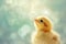 A small Easter chick gazing upwards, its feathers fluffed up, illuminated by a soft, diffused light against a blurred background