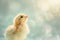 A small Easter chick gazing upwards, its feathers fluffed up, illuminated by a soft, diffused light against a blurred background