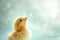 A small Easter chick gazing upwards, its feathers fluffed up, illuminated by a soft, diffused light against a blurred background