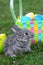 Small easter rabbit