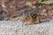 Small Eastern chipmunk on a rock in the woods