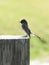 Small Eastern Phoebe avian perched atop a wooden post in a grassy meadow