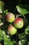 Small eating apples growing on a tree in summer