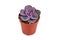 Small `Echeveria Purple Pearl` succulent houseplant in flower pot on white background