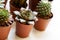 Small echeveria succulents and cacti