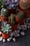 Small echeveria succulents and cactus