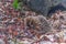 A Small Echidna Walking Through The Bush