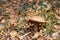 Small edible forest mushroom