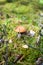 Small edible fungus with red head growing in forest in green moss