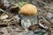 Small edible mushroom