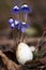 A small egg is lying under the blue flowers