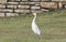 Small Egret