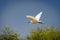 Small egret flying on a clear blue sky