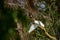 Small Egret flying in Danube Delta , Romania wildlife bird watching