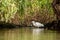 Small Egret hunting , with fish in the beak , Danube Delta , Romania wildlife bird watching