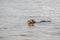 Small elderly dog of breed short-haired brown dachshund swims in river in summer. Pet activity, beach vacation and dog