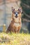 Small elderly dog sitting in grass attentively looking at you