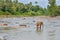 Small elephant alone in the river rapids, Sri Lanka