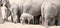 A small elephant calf amidst a herd of large elephants in Hwange National Park
