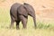 Small elephant calf play in long green grass and having lot of f