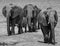 Small elephant group on the shore of the cobe river in Botswana in black and white