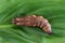 Small Elephant Hawk-moth chrysalis Deilephila porcellus