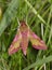 Small Elephant Hawkmoth