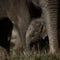 Small elephant with mother