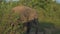 Small elephant walks in car shadow at green grass in summer