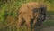 Small elephant walks in car shadow at green grass in summer