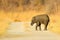 Small elephant withou mother. Young African Elephant lost on the gravel road. Wildlife scene from Africa nature.