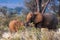 Small elephants family. Kenya.