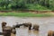 Small elephants in pond Sri Lanka