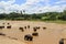 Small elephants in pond Sri Lanka