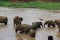 Small elephants in pond Sri Lanka