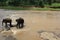 Small elephants in pond Sri Lanka