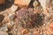 Small Emory Barrel Cactus in the Desert