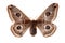 Small Emperor Moth