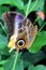 Small Emperor Moth butterfly in the forest